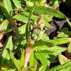 Persicaria prostrata at Cootamundra, NSW - 10 Jun 2023 11:09 AM