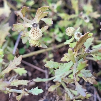 Centipeda minima subsp. minima (Spreading Sneezeweed) at Jindalee National Park - 10 Jun 2023 by trevorpreston