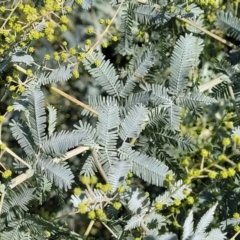 Acacia baileyana (Cootamundra Wattle, Golden Mimosa) at Jindalee National Park - 10 Jun 2023 by trevorpreston