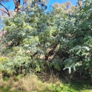 Acacia baileyana at Cootamundra, NSW - 10 Jun 2023