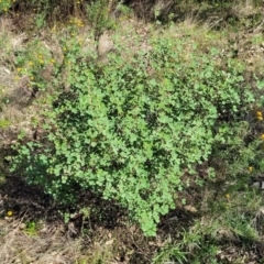 Goodia medicaginea (Western Golden-tip) at Cootamundra, NSW - 10 Jun 2023 by trevorpreston