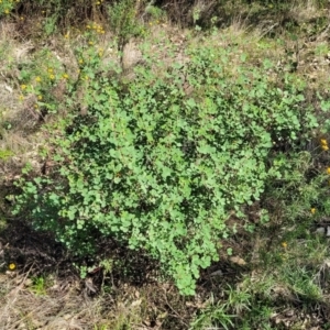 Goodia medicaginea at Jindalee National Park - 10 Jun 2023 11:00 AM