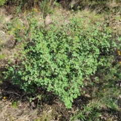Goodia lotifolia (Golden Tip) at Jindalee National Park - 10 Jun 2023 by trevorpreston