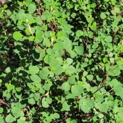 Goodia lotifolia at Cootamundra, NSW - 10 Jun 2023