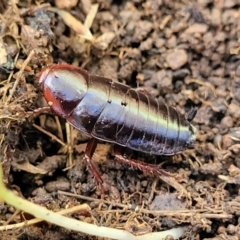 Panesthia australis at Cootamundra, NSW - 10 Jun 2023 by trevorpreston