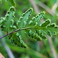 Cheilanthes sieberi subsp. sieberi (Mulga Rock Fern) at Jindalee National Park - 10 Jun 2023 by trevorpreston