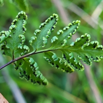 Cheilanthes sieberi subsp. sieberi (Mulga Rock Fern) at Jindalee National Park - 10 Jun 2023 by trevorpreston