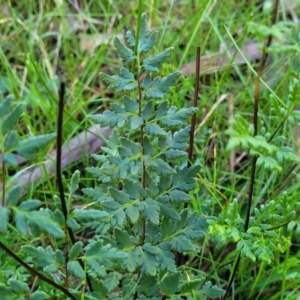 Cheilanthes sieberi subsp. sieberi at Cootamundra, NSW - 10 Jun 2023