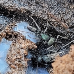 Rhytidoponera metallica (Greenhead ant) at Cootamundra, NSW - 10 Jun 2023 by trevorpreston