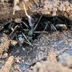 Rhytidoponera metallica at Cootamundra, NSW - 10 Jun 2023