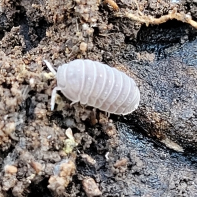 Armadillidium vulgare (Slater bug, woodlouse, pill bug, roley poley) at Cootamundra, NSW - 10 Jun 2023 by trevorpreston