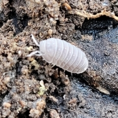 Armadillidium vulgare at Cootamundra, NSW - 10 Jun 2023