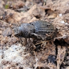 Amycterus sp. (genus) (Ground weevil) at Cootamundra, NSW - 10 Jun 2023 by trevorpreston