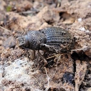 Amycterus sp. (genus) at Cootamundra, NSW - 10 Jun 2023 10:48 AM