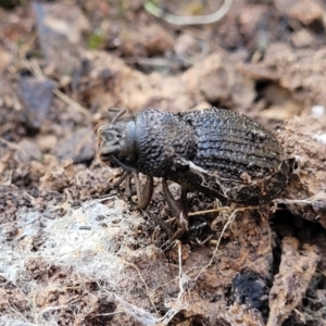 Amycterus sp. (genus) at Cootamundra, NSW - 10 Jun 2023