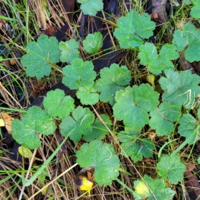 Hydrocotyle laxiflora (Stinking Pennywort) at Jindalee National Park - 10 Jun 2023 by trevorpreston