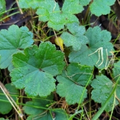 Hydrocotyle laxiflora at Cootamundra, NSW - 10 Jun 2023