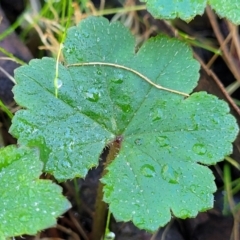 Hydrocotyle laxiflora at Cootamundra, NSW - 10 Jun 2023