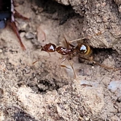 Aphaenogaster longiceps (Funnel ant) at Cootamundra, NSW - 10 Jun 2023 by trevorpreston