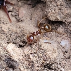 Aphaenogaster longiceps at Cootamundra, NSW - 10 Jun 2023