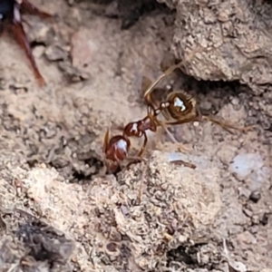 Aphaenogaster longiceps at Cootamundra, NSW - 10 Jun 2023