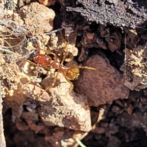 Aphaenogaster longiceps at Cootamundra, NSW - 10 Jun 2023