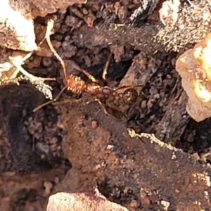 Aphaenogaster longiceps at Cootamundra, NSW - 10 Jun 2023