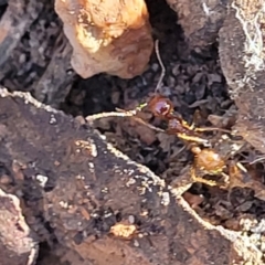 Aphaenogaster longiceps at Cootamundra, NSW - 10 Jun 2023