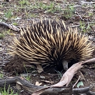 Tachyglossus aculeatus (Short-beaked Echidna) at Forde, ACT - 5 Apr 2020 by JimL