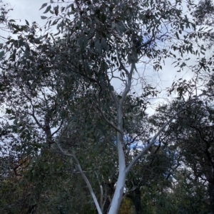 Eucalyptus blakelyi at Campbell, ACT - 9 Jun 2023