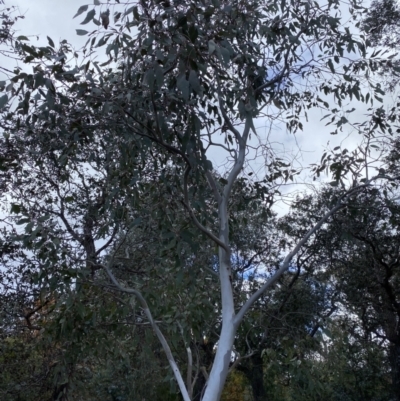 Eucalyptus blakelyi (Blakely's Red Gum) at Ainslie volcanic grassland - 9 Jun 2023 by echidna11