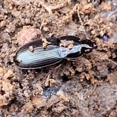 Carabidae sp. (family) (A ground beetle) at Jindalee National Park - 10 Jun 2023 by trevorpreston