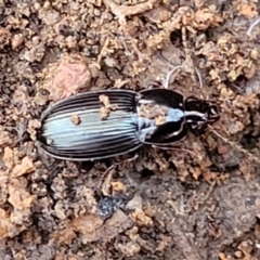 Carabidae sp. (family) at Cootamundra, NSW - 10 Jun 2023