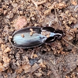 Carabidae sp. (family) at Cootamundra, NSW - 10 Jun 2023