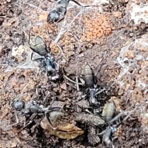 Camponotus aeneopilosus at Cootamundra, NSW - 10 Jun 2023 10:39 AM