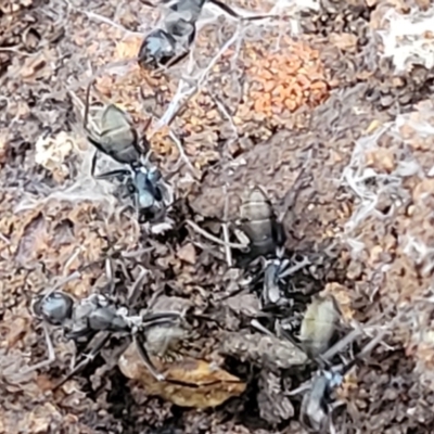 Camponotus aeneopilosus (A Golden-tailed sugar ant) at Jindalee National Park - 10 Jun 2023 by trevorpreston