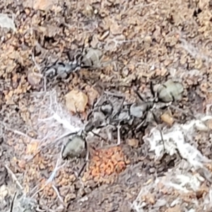 Camponotus aeneopilosus at Cootamundra, NSW - 10 Jun 2023