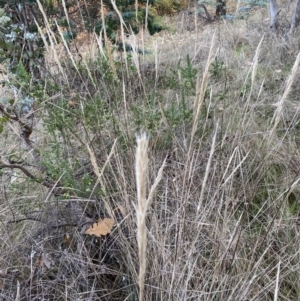 Poaceae (family) at Campbell, ACT - 9 Jun 2023