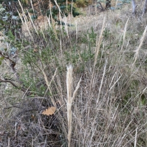 Poaceae (family) at Campbell, ACT - 9 Jun 2023 11:01 AM