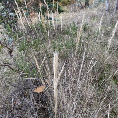 Poaceae (family) (Unidentified Grass) at Ainslie volcanic grassland - 9 Jun 2023 by echidna11