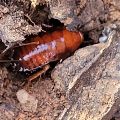Unidentified Cockroach (Blattodea, several families) at Cootamundra, NSW - 10 Jun 2023 by trevorpreston