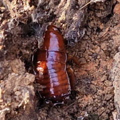 Blattidae sp. (family) at Cootamundra, NSW - 10 Jun 2023