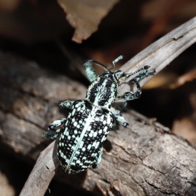 Chrysolopus spectabilis (Botany Bay Weevil) at Paddys River, ACT - 7 Mar 2021 by JimL