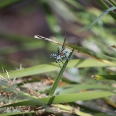 Chrysolopus spectabilis at Paddys River, ACT - 7 Mar 2021