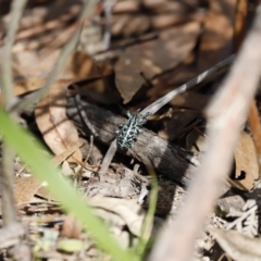 Chrysolopus spectabilis at Paddys River, ACT - 7 Mar 2021