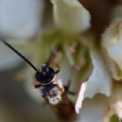 Lasioglossum (Parasphecodes) sp. (genus & subgenus) (Halictid bee) at Hughes Grassy Woodland - 10 Jun 2023 by LisaH