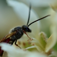 Lasioglossum (Parasphecodes) sp. (genus & subgenus) at Hughes, ACT - 10 Jun 2023