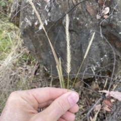 Setaria sp. (Pigeon Grass) at Ainslie volcanic grassland - 9 Jun 2023 by echidna11