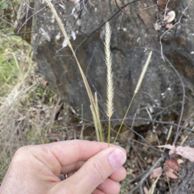 Setaria (genus) (Pigeon Grass) at Campbell, ACT - 9 Jun 2023 by echidna11