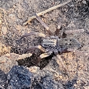 Mituliodon tarantulinus at Cootamundra, NSW - 10 Jun 2023